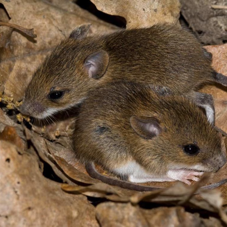 Уничтожения мышей в частном доме в Астрахани?