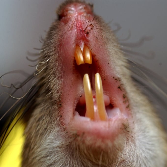 Дератизация крыс в Астрахани?